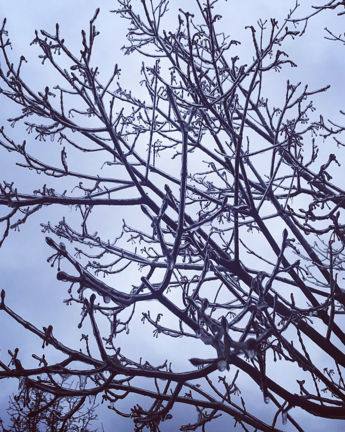 Tree covered in ice